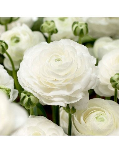 Wholesale Valentine's Day Ranunculus Mix | 60 or 120 Stems Pre-book