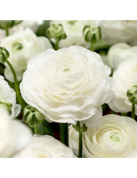 Wholesale Valentine's Day Ranunculus Mix | 60 or 120 Stems Pre-book