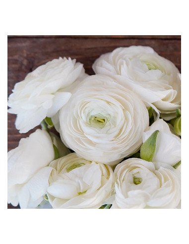 Wholesale Valentine's Day Ranunculus Mix | 60 or 120 Stems Pre-book