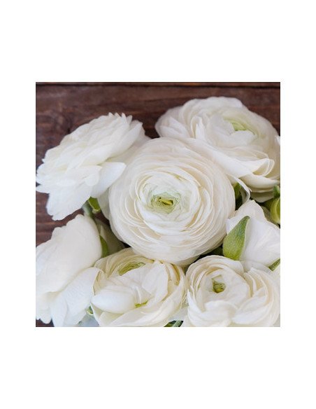 Wholesale Valentine's Day Ranunculus Mix | 60 or 120 Stems Pre-book