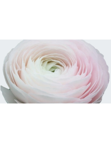 Wholesale Valentine's Day Ranunculus Mix | 60 or 120 Stems Pre-book