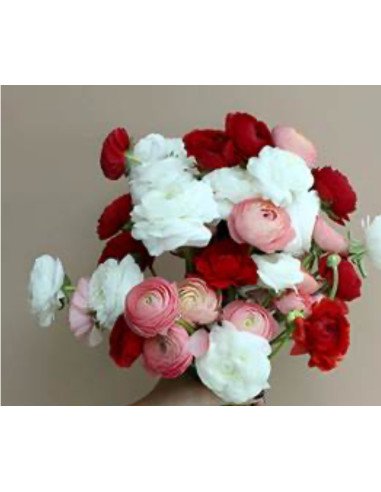 Wholesale Valentine's Day Ranunculus Mix | 60 or 120 Stems Pre-book