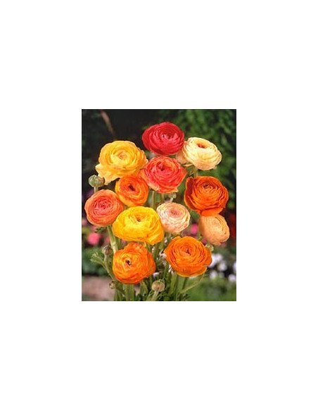Ranunculus By the Box 70 stems