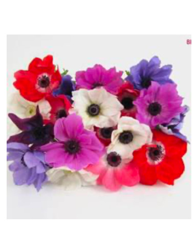 Wholesale Valentine's Day Anemones | 50 or 100 Stems Pre-book