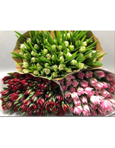 Premium Holland Tulips Valentines Day MIX Double Bloom 150 stems