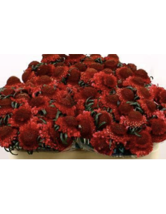 Scabiosa Cherry Scoop 50 stems 2