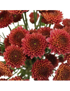 Buttons Red Solid Pack 12 Bunches