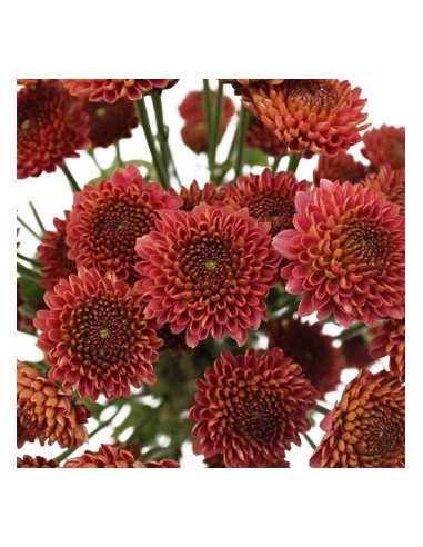 Buttons Red Solid Pack 12 Bunches Buttons Red Solid Pack 12 Bunches