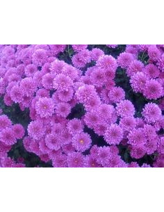 Buttons Purple Solid Pack 12 Bunches