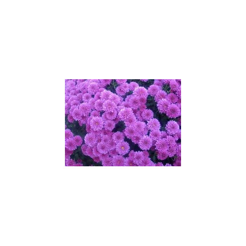 Buttons Purple Solid Pack 12 Bunches