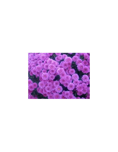 Buttons Purple Solid Pack 12 Bunches