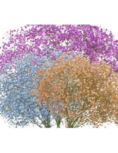 TINTED Gypsophila By the Box 15 Bunches