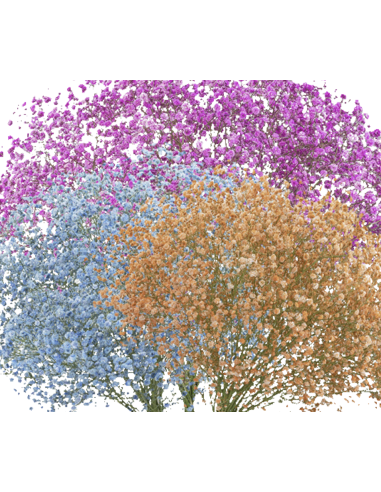 Wholesale Tinted Gypsophila Dream Collection - 15 Bunch Bulk Box