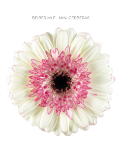 mini gerbera daisy venezi