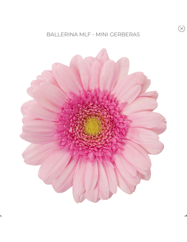 mini gerbera daisy venezi