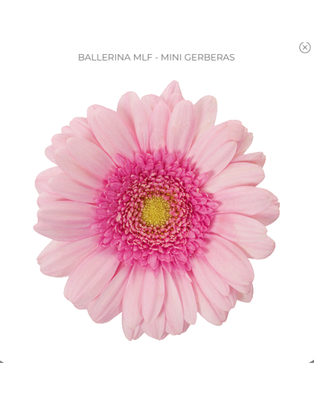 mini gerbera daisy venezi