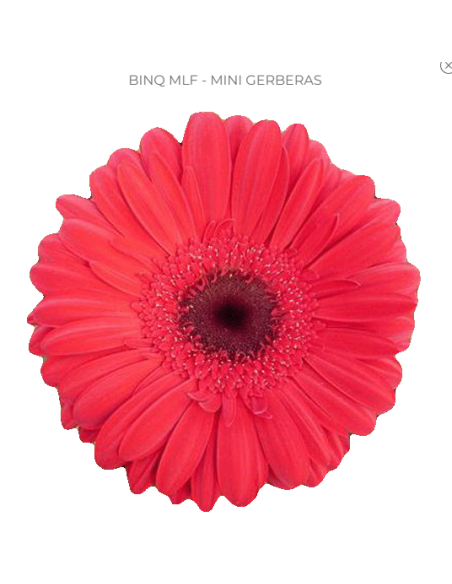 mini gerbera daisy venezi