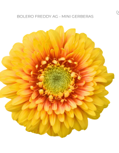 mini gerbera daisy venezi