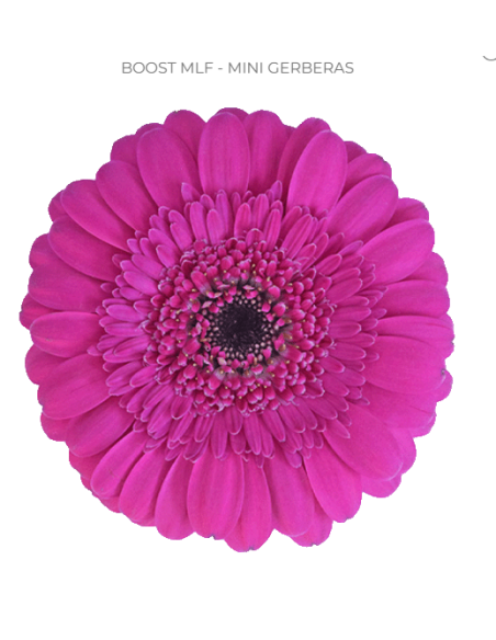 mini gerbera daisy venezi