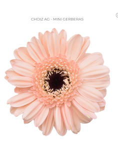 mini gerbera daisy venezi