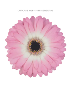 mini gerbera daisy venezi
