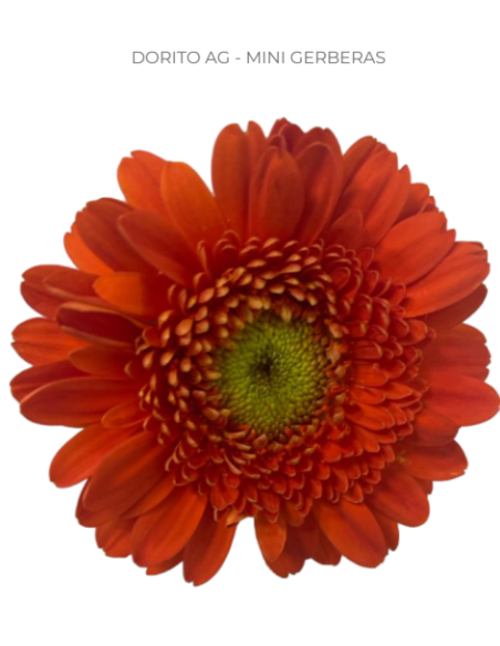 mini gerbera daisy venezi