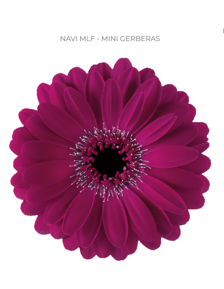 mini gerbera daisy venezi