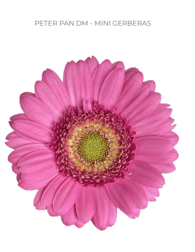 mini gerbera daisy venezi