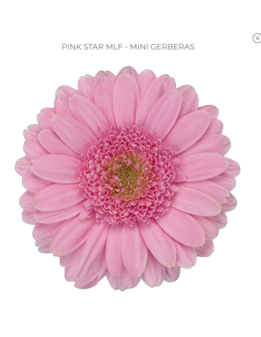 mini gerbera daisy venezi