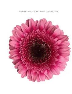 mini gerbera daisy venezi