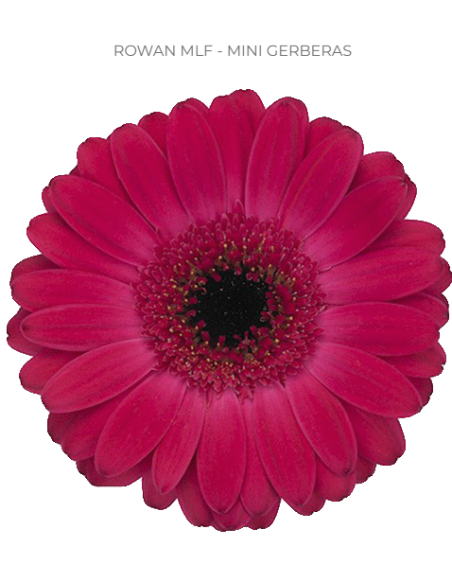 mini gerbera daisy venezi