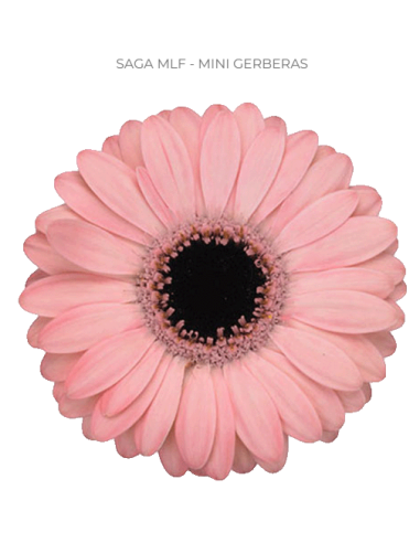 mini gerbera daisy venezi