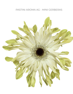 mini gerbera daisy venezi