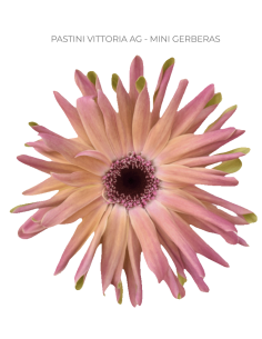 mini gerbera daisy venezi