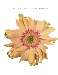 mini gerbera daisy venezi