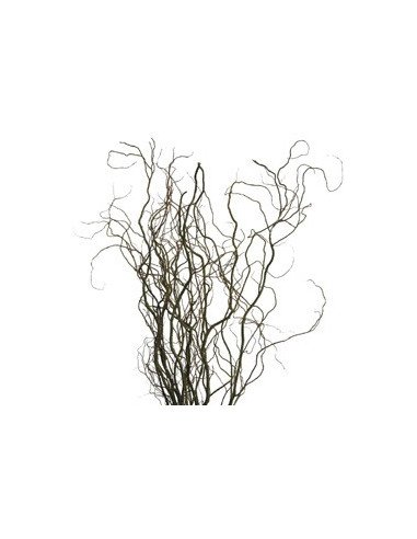 Curly Willow TIPS 150 stems BULK BOX for wholesale by Florasource