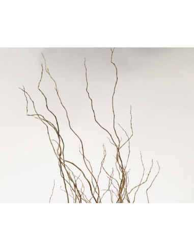 Curly Willow TIPS 150 stems BULK BOX Curly Willow TIPS 150 stems BULK BOX