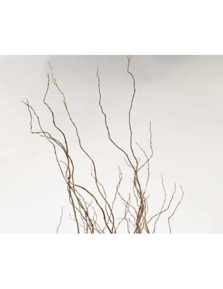 Curly Willow TIPS 150 stems BULK BOX