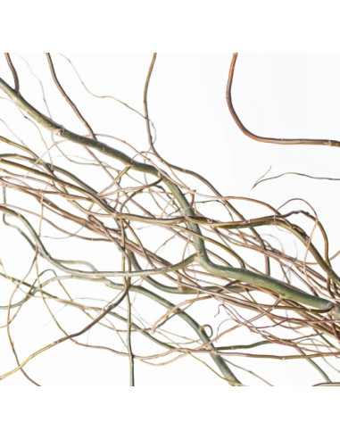 Curly Willow TIPS 150 stems BULK BOX Curly Willow TIPS 150 stems BULK BOX