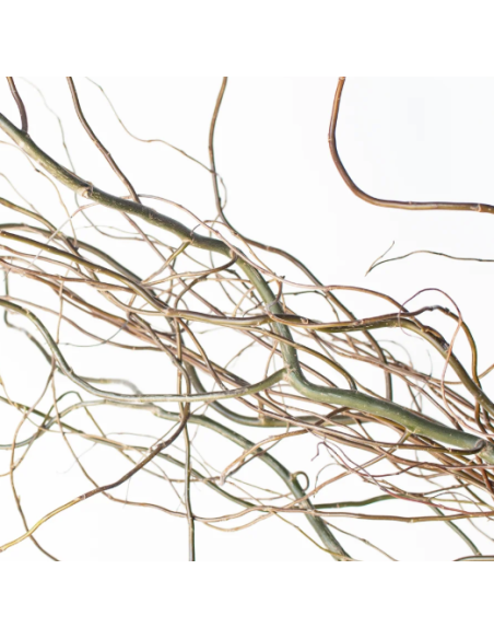 Curly Willow TIPS 150 stems BULK BOX