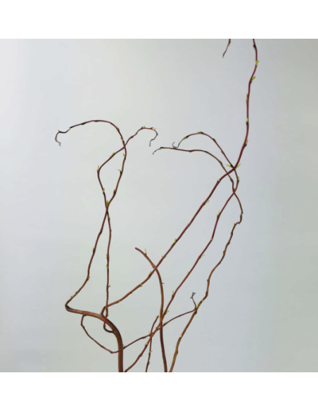 Curly Willow TIPS 150 stems BULK BOX