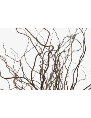 Curly Willow TIPS 150 stems BULK BOX Curly Willow TIPS 150 stems BULK BOX