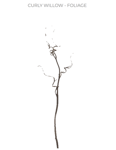 Curly Willow TIPS 150 stems BULK BOX Curly Willow TIPS 150 stems BULK BOX