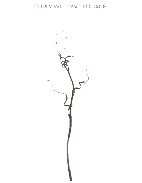 Curly Willow TIPS 150 stems BULK BOX