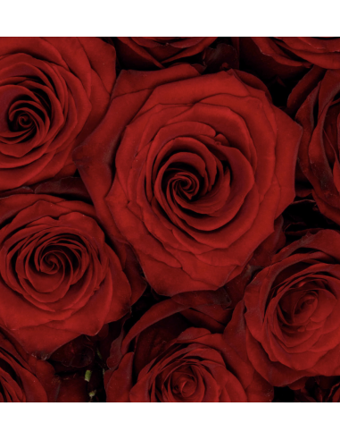 Wholesale Explorer Red Roses — Premium Ecuadorian 50/60cm