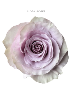 ALORA Lavender Rose 50 / 100 stems