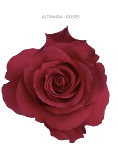 ALTAMIRA Red Rose 50 / 100 stems