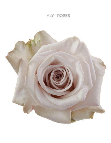 ALY Creamy Pink Rose – Wholesale & Bulk (50 or 100 Stems)