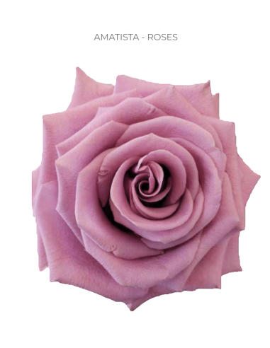 AMATISTA Mauve / Pink Rose 50 / 75 / 100 stems