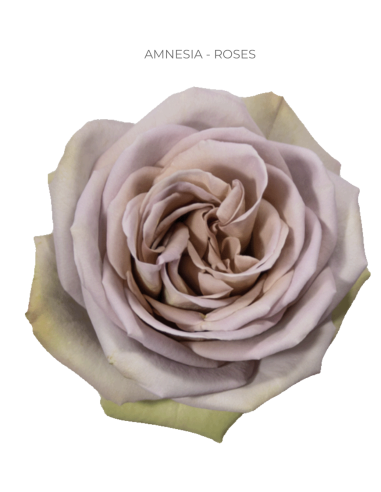 Amnesia Lavender Roses | Antique Lavender‑Mauve Roses Wholesale